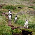 pengvin row